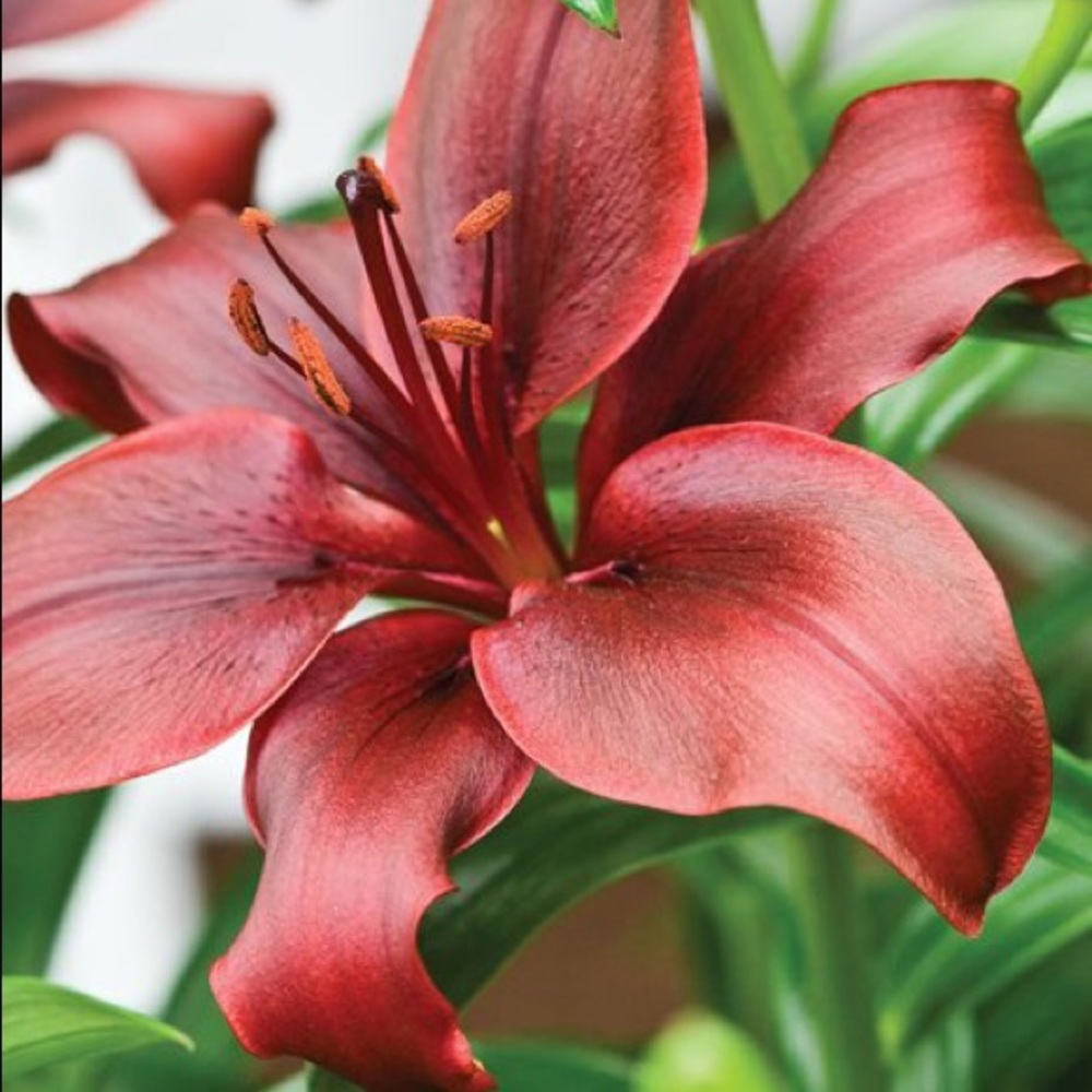 Meet your Posher, Lacy